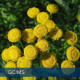 Tansy Blue - 藍艾菊 Tansy Blue - 藍艾菊
